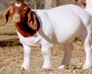 boier goats 3.jpg148613986587569ad431142e97154cb56c4c4b23b4